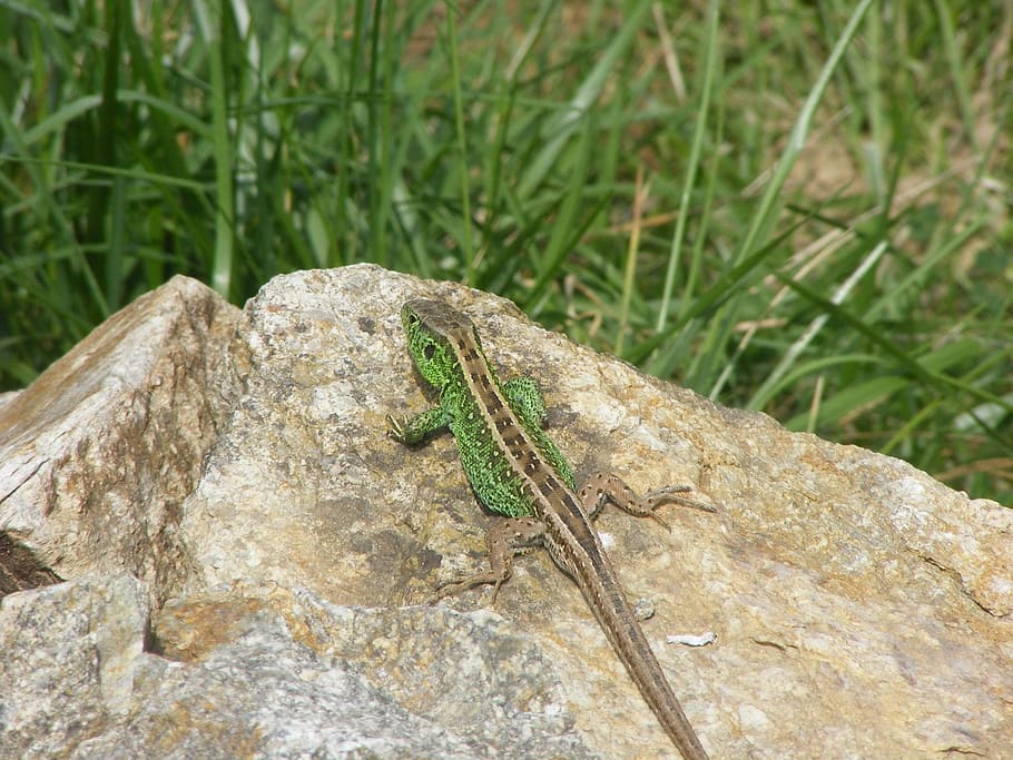 Animals, Nature, Sand Lizard, green, reptile, cold blooded animals HD wallpaper