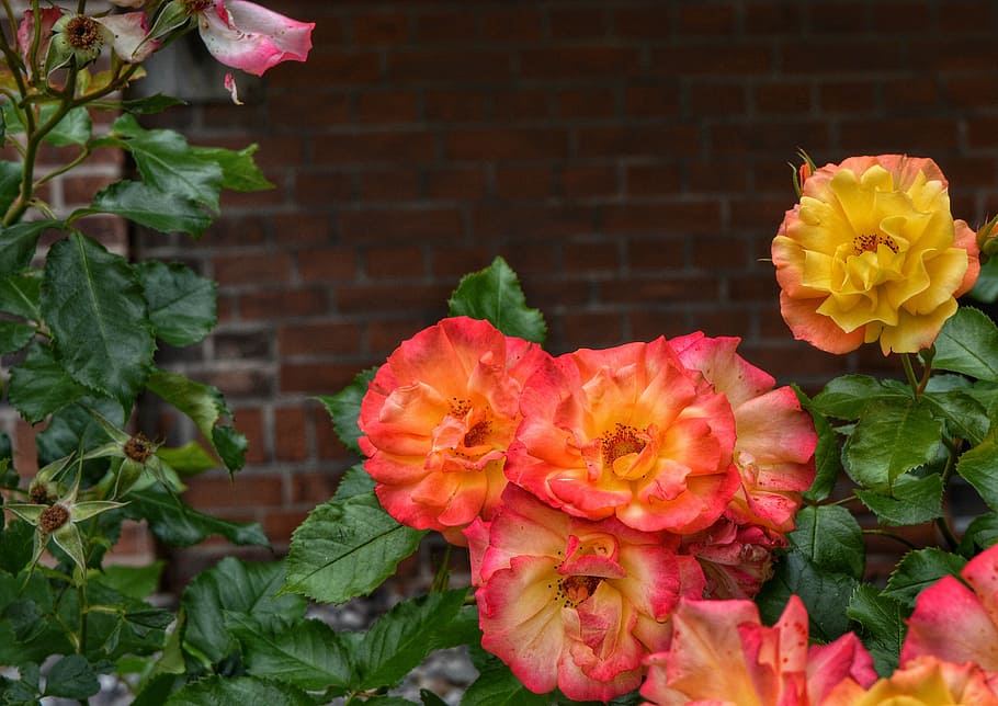 roses, red, yellow, orange, flower, blossom, bloom, nature HD wallpaper