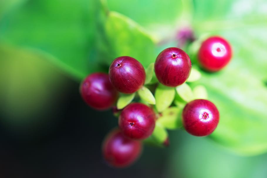 Macro shot of wild berries, image captured in Kent, England with a Canon 6D DSLR HD wallpaper