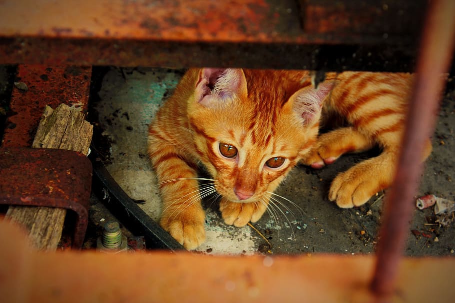 redhead, cat, kitten, mammal, animal themes, pets, domestic HD wallpaper