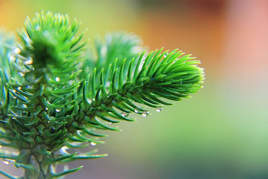 tiered, tree, forest, leaf, thailand, nature, water, fresh HD wallpaper