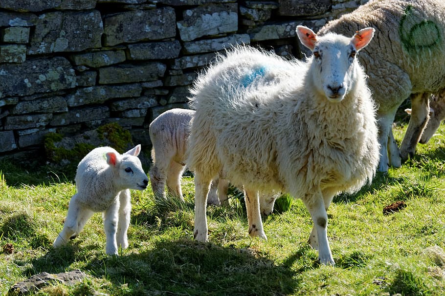 Lamb, Sheep, Grass, Farm, Nature, Green, field, animal, wool HD wallpaper