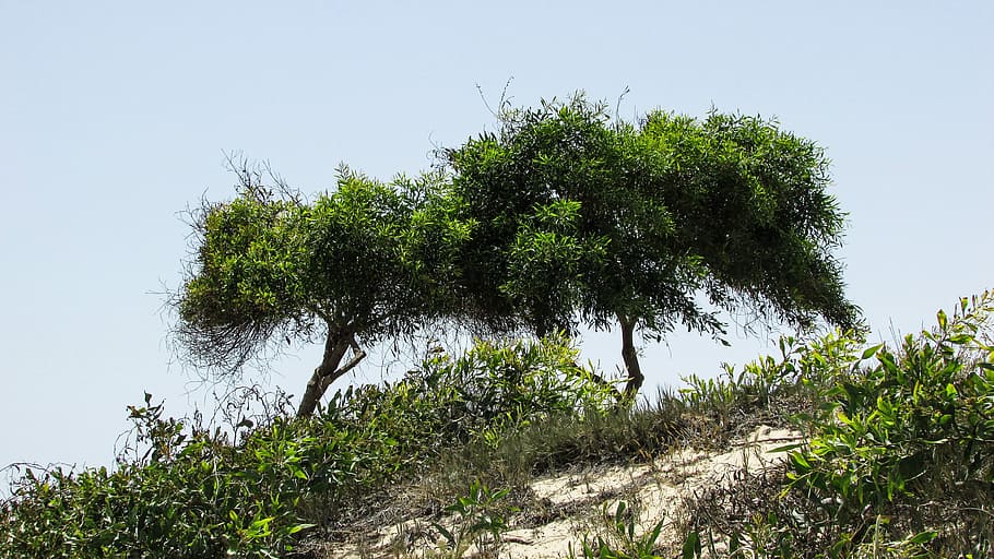 Trees, Dunes, Nature, Landscape, Scenery, cyprus, ayia napa HD wallpaper