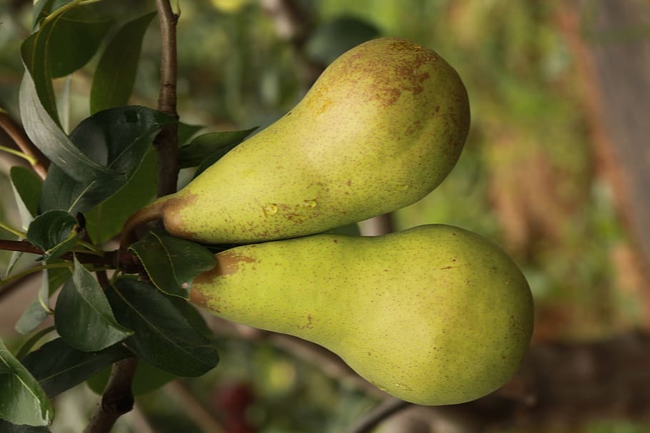 Pear, Fruit, Pears, food and drink, green color, healthy eating HD wallpaper