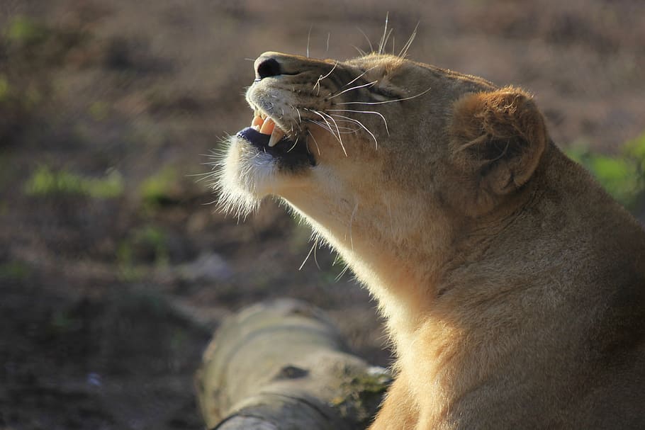lioness, nature, sleep, lion - Feline, wildlife, carnivore HD wallpaper