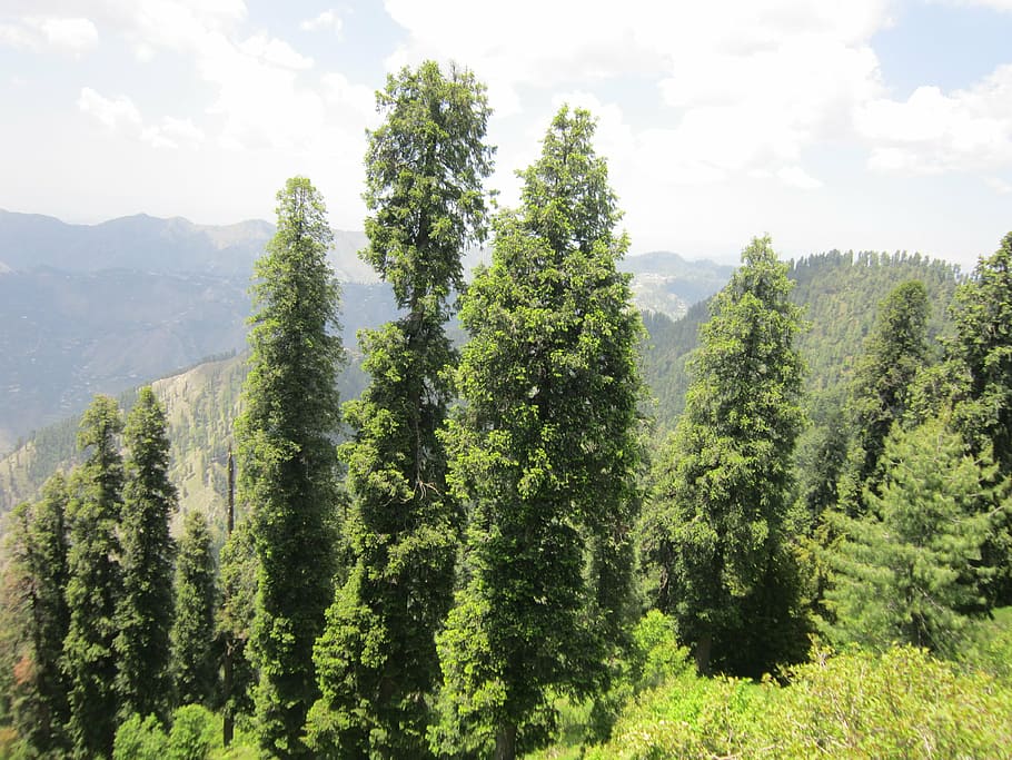 pakistan, nature, forest, trees, conifers, fir trees, mountain HD wallpaper
