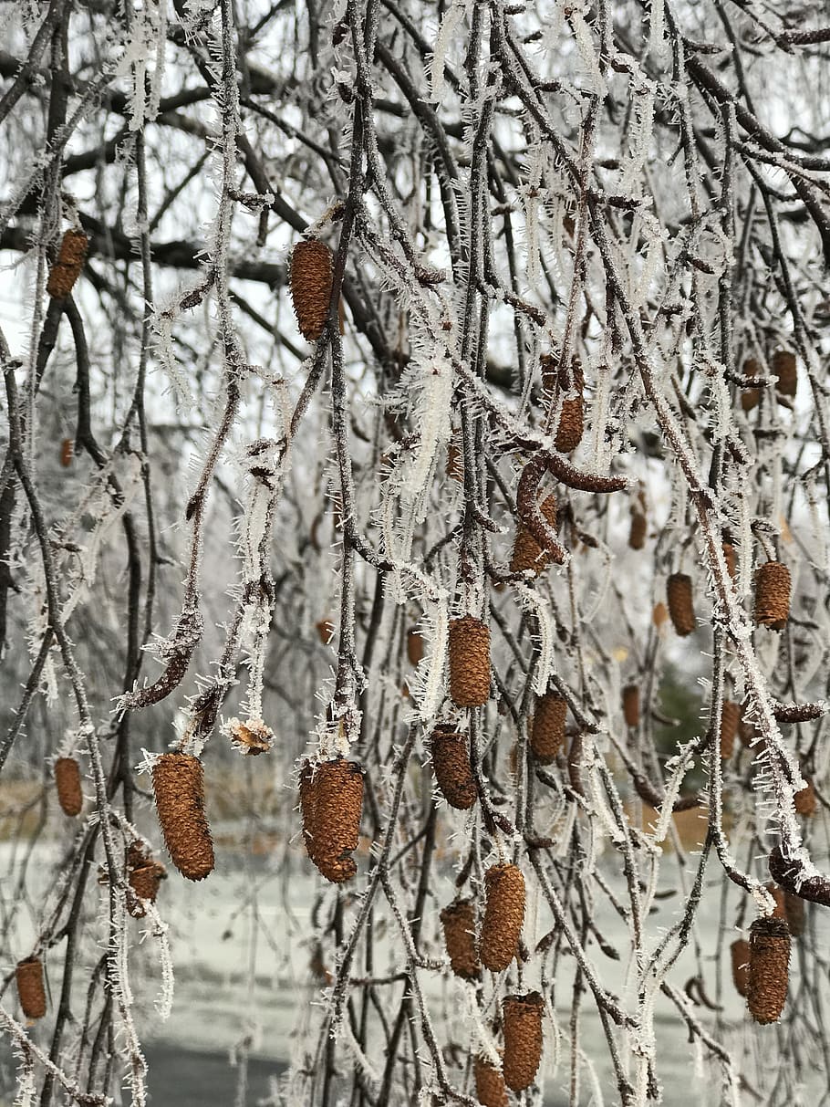 tree, branches, ze, icy, cold temperature, winter, snow, no people HD wallpaper
