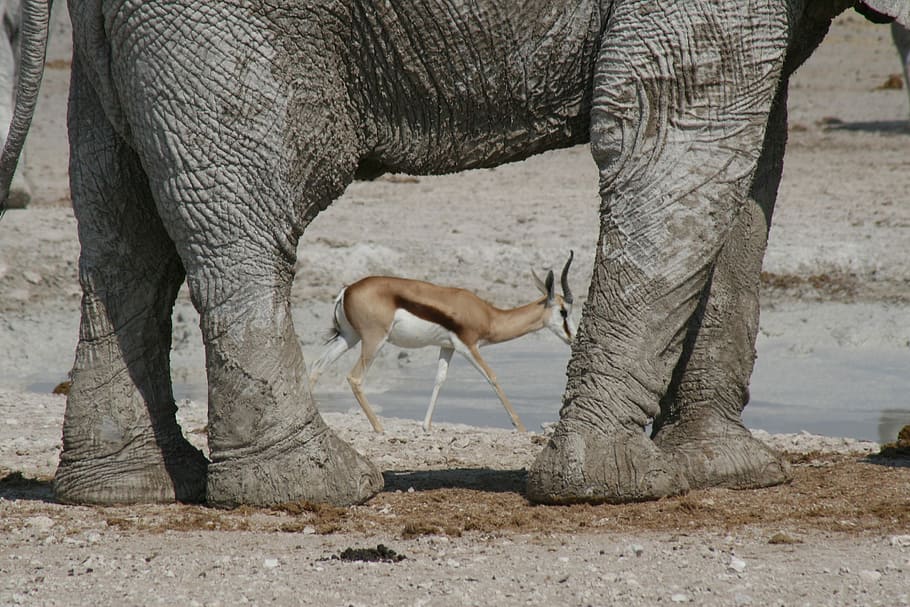 Durchblick mal anders, deer and gray elephant at daytime, impala, HD wallpaper