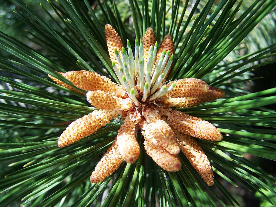 pine shoots, spring, nature, plant, growth, beauty in nature HD wallpaper