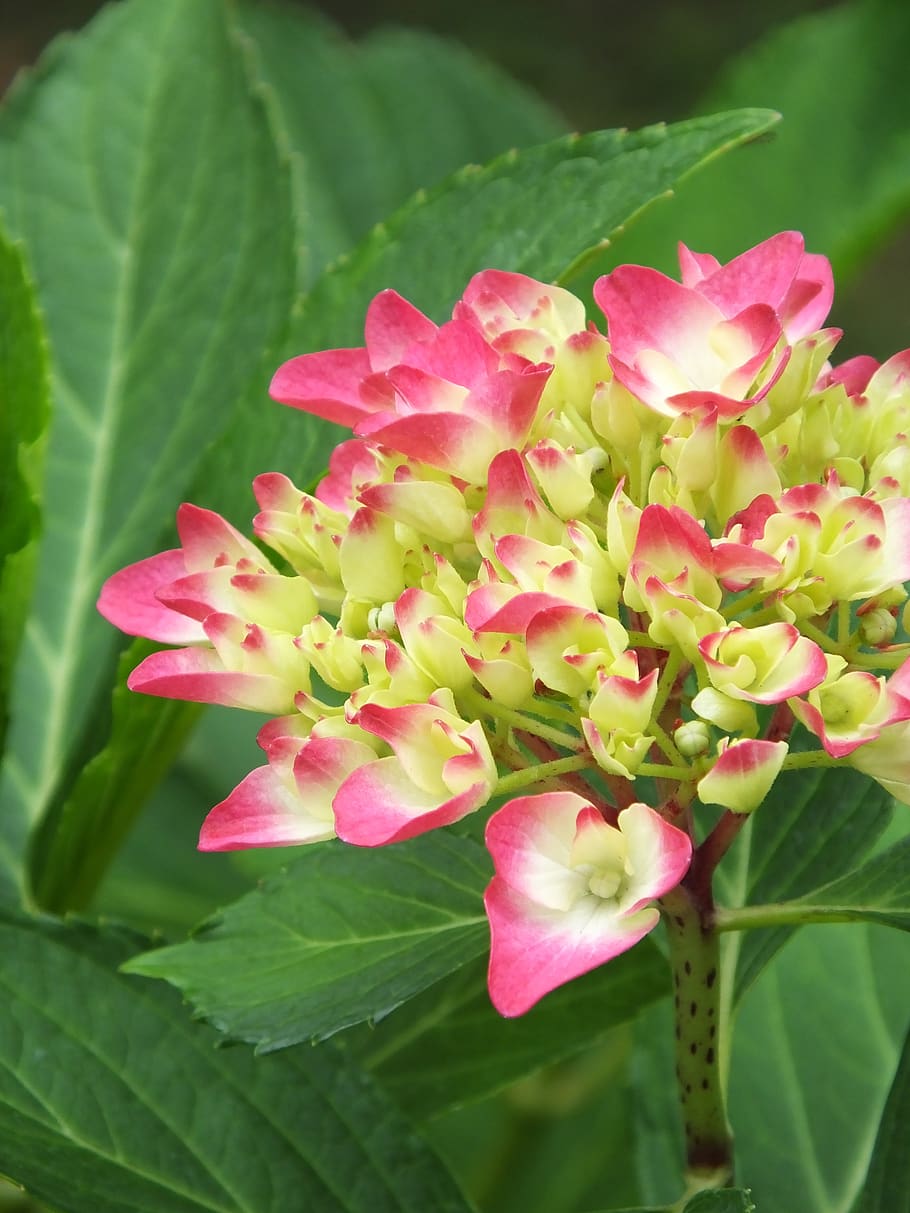 hydrangea, nature, flower, plant, leaf, flowering plant, vulnerability HD wallpaper