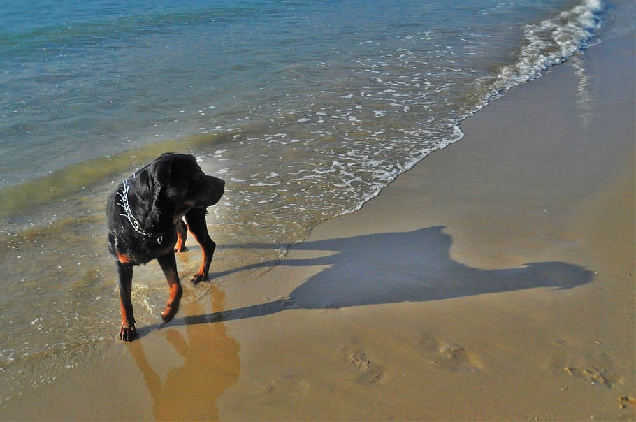 dog, sea, beach, summer, animal, pet, dog playing, holiday HD wallpaper