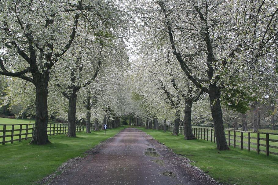 landscape, nature, trees, bloom, spring, away, road, access HD wallpaper