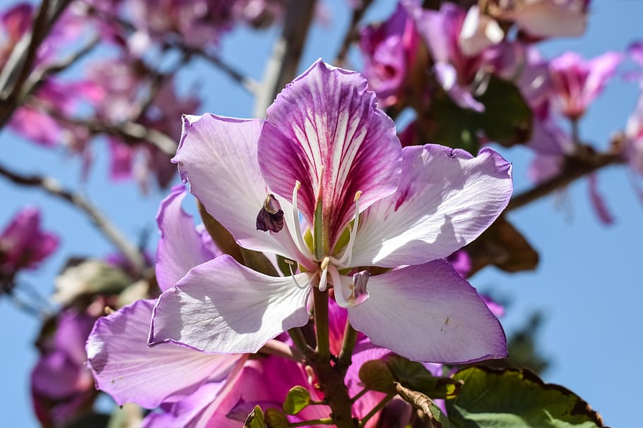 Flower, Stamens, Tree, Blossom, Nature, blooming, purple, bright HD wallpaper