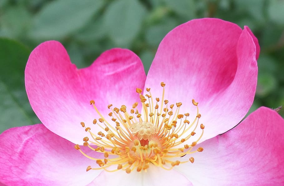 rose, flower, pink, flowering plant, petal, freshness, pink color HD wallpaper