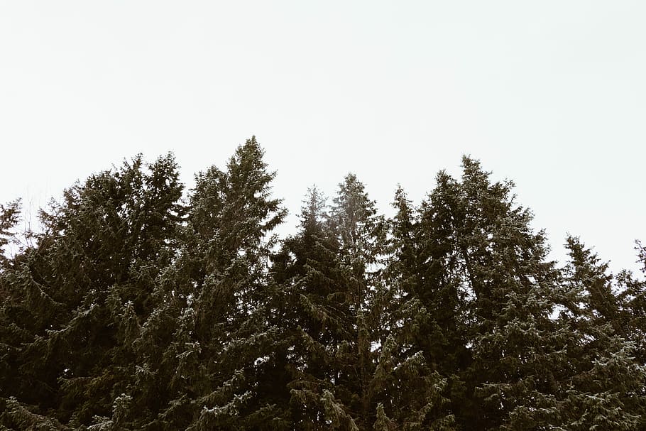 low angle photo of trees, woodland, forest, winter, snow, plant HD wallpaper