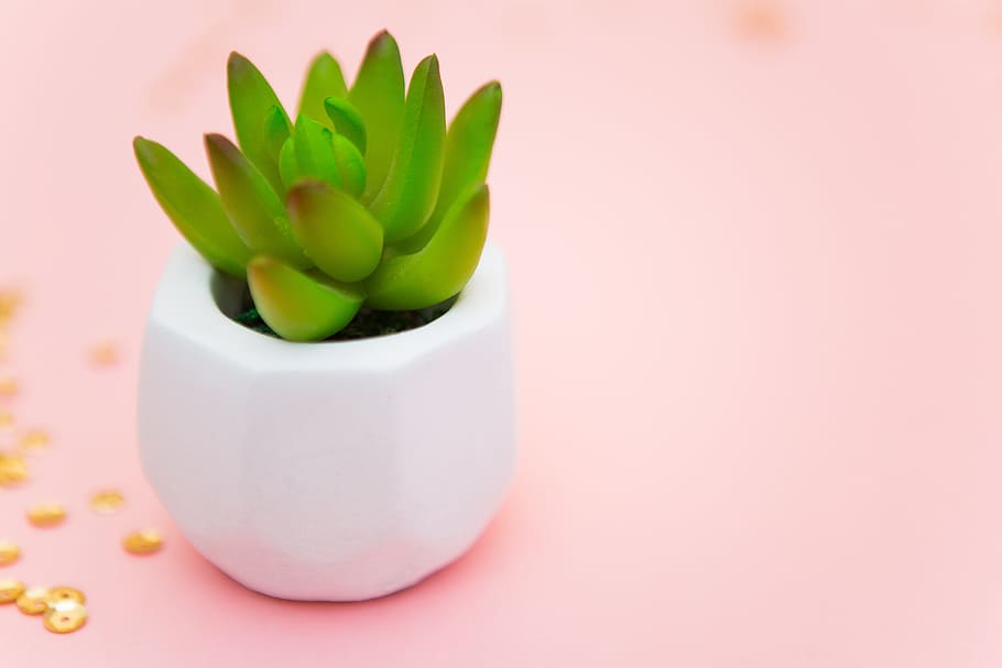 green cactus plant, succulent, rose, nice, summer, decoration HD wallpaper