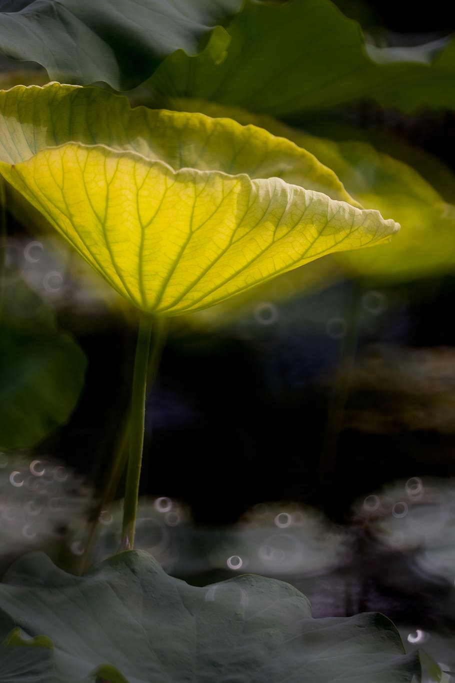 Lotus, Leaf, Pond, close-up, freshness, water, no people, day HD wallpaper