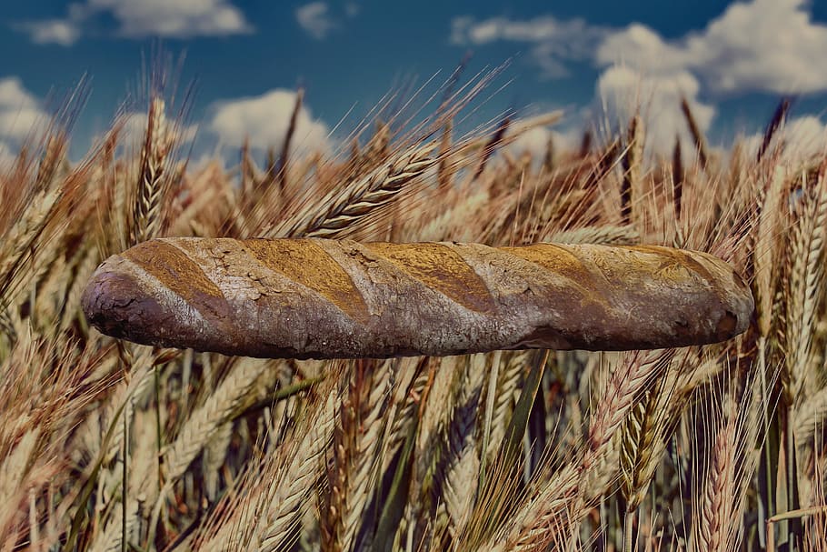 bread, wheat, food, coffee, homemade bread, yellow, gastronomy HD wallpaper