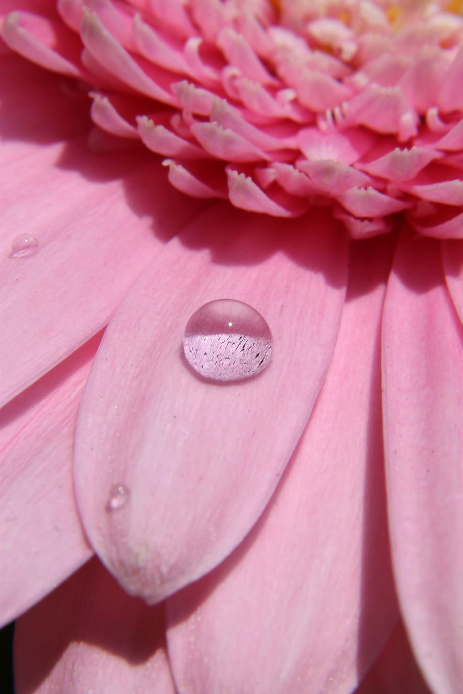 flower, drop, water, pink, nature, flowering plant, pink color HD wallpaper