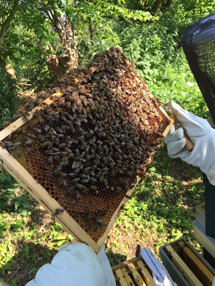 bees, beekeeper, honeycomb, beehive, human hand, apiculture HD wallpaper