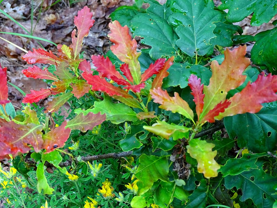 forest, oak, colors, leaf, nature, autumn, season, plant, plant part HD wallpaper
