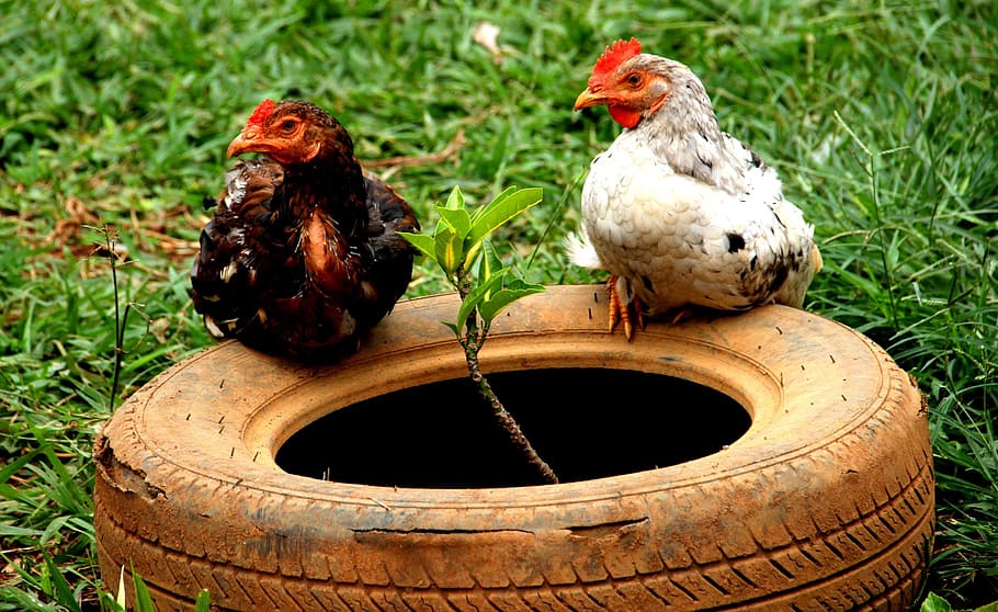 chickens, ani, bird, farm, animal, animals, roça, animal themes HD wallpaper