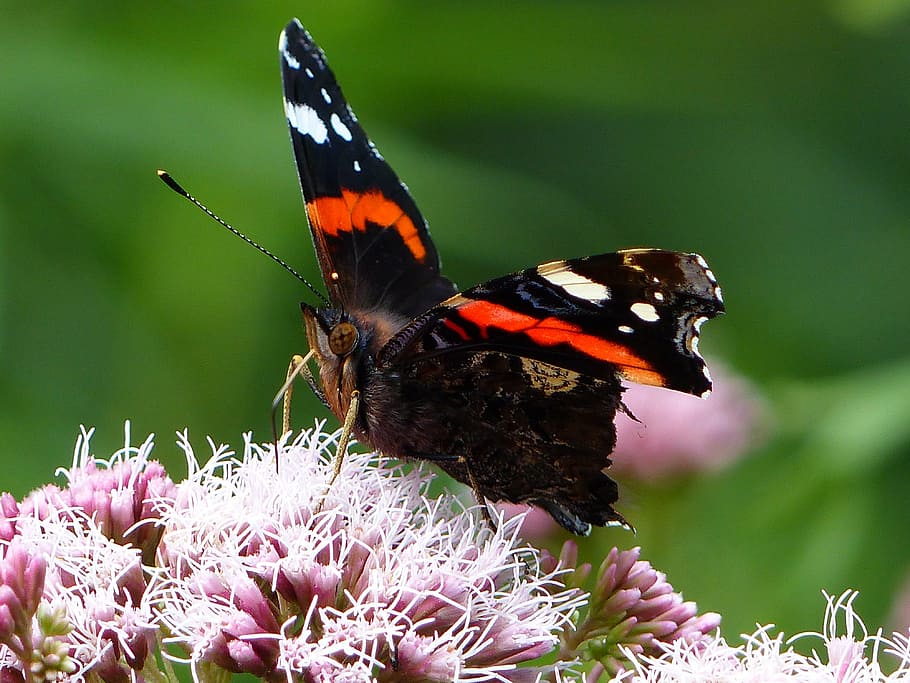 butterfly, flower, insect, macro, spring, grass, bird, peacock HD wallpaper