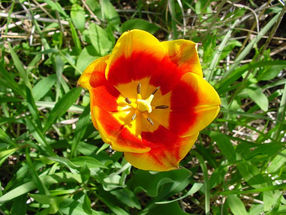 flower, spring, nature, blossom, floral, bloom, yellow, tulip HD wallpaper
