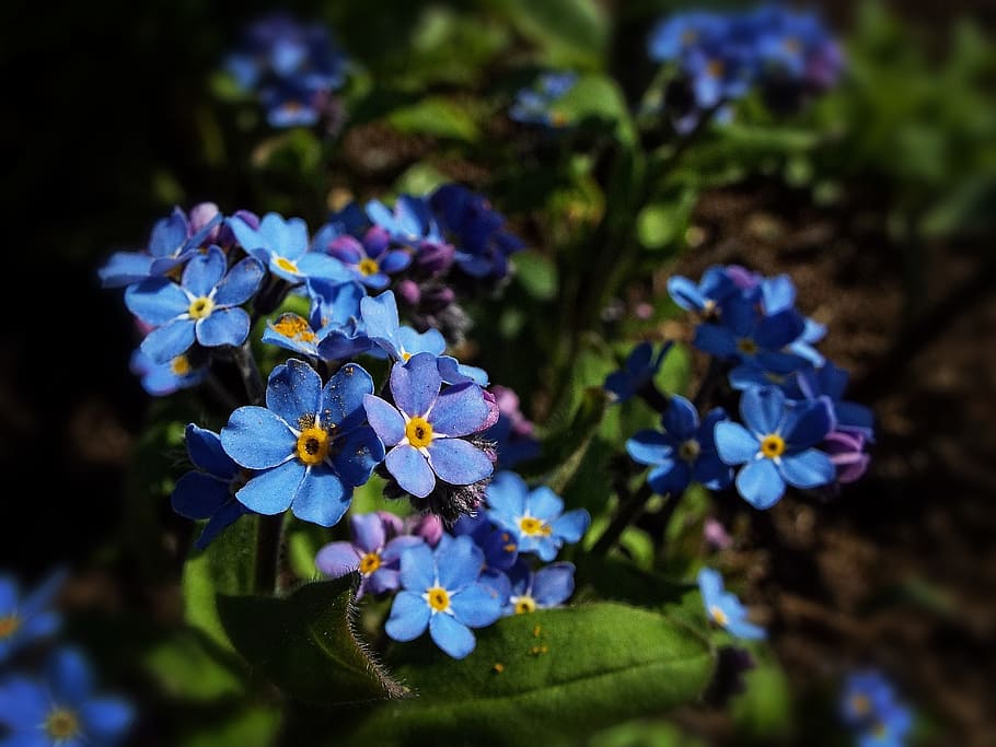 blue flower, spring, macro, garden, flowering plant, fragility HD wallpaper