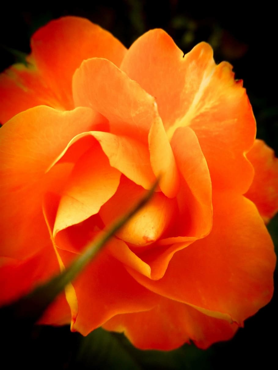 flower, leaf, macro, orange, floral, spring, nature, plant HD wallpaper