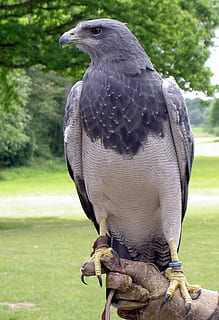 black, chested, buzzard, eagle, falconry, bird of prey, predator HD wallpaper