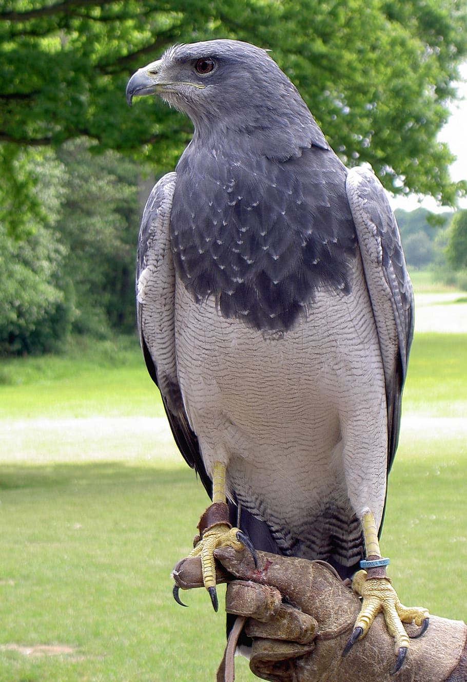 black, chested, buzzard, eagle, falconry, bird of prey, predator HD wallpaper