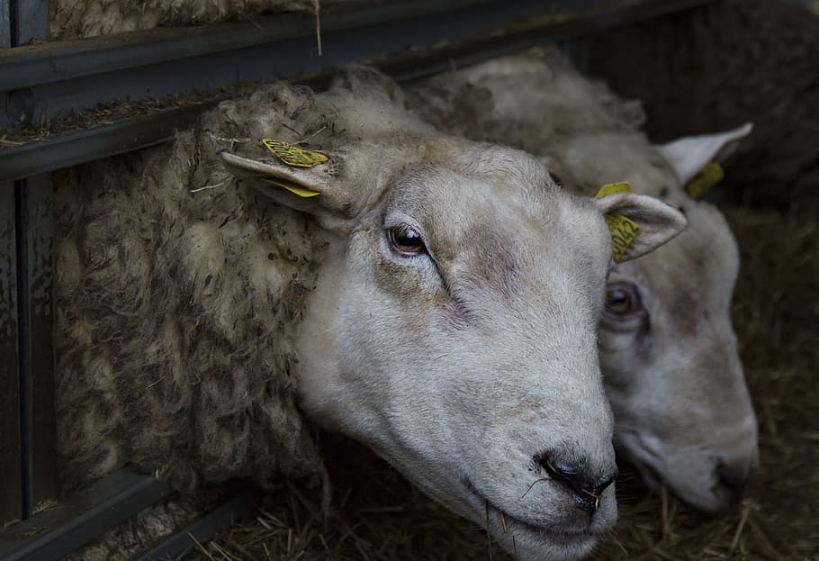 both, texel, may, agriculture, wool, animal themes, livestock HD wallpaper