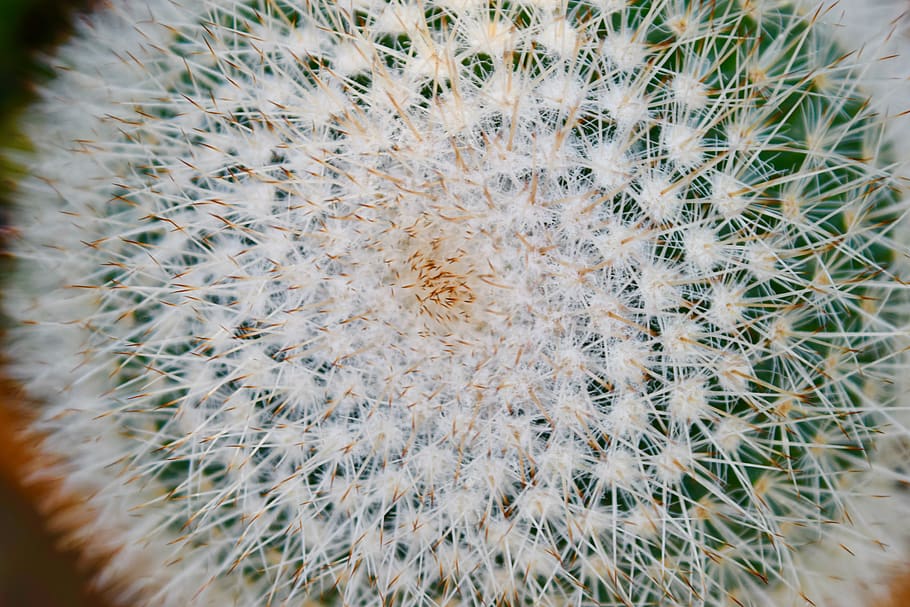plant, cactus, spike, needles, growth, close-up, succulent plant HD wallpaper
