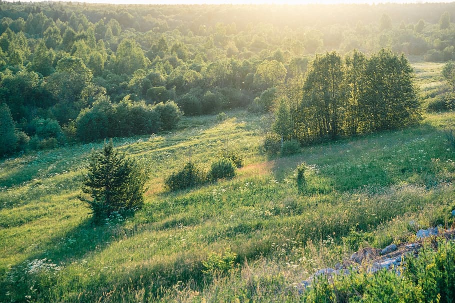 highland, green, grass, tree, plant, sunny, outdoor, tranquility HD wallpaper