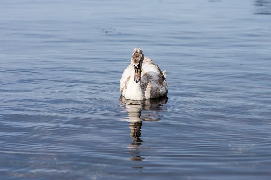 water, bird, lake, nature, wildlife, swan, beautiful swan in the sea