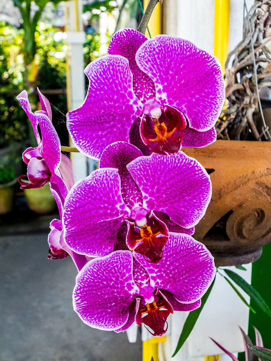 orchid, flower, blossom, bloom, flowering plant, vulnerability HD wallpaper
