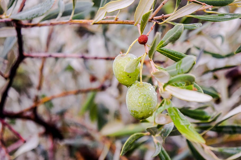 olive, greece, nature, green, fresh, tree, oil, summer, leaves HD wallpaper