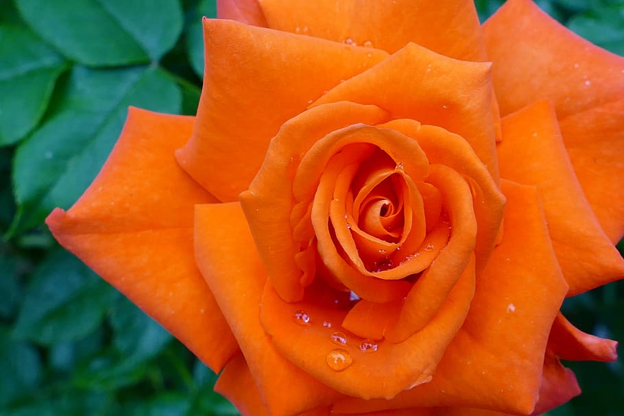 rose, flower, drops, orange, flowering plant, beauty in nature HD wallpaper