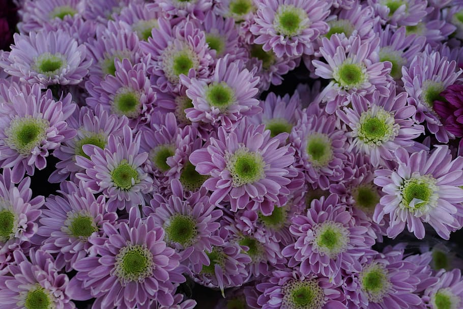 budding, daisy, green, yellow, flower, garden, blooming, fresh cut HD wallpaper