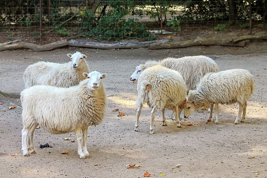 Sheep, Wool, Zoo, Enclosure, wool sheep, livestock, mammal HD wallpaper