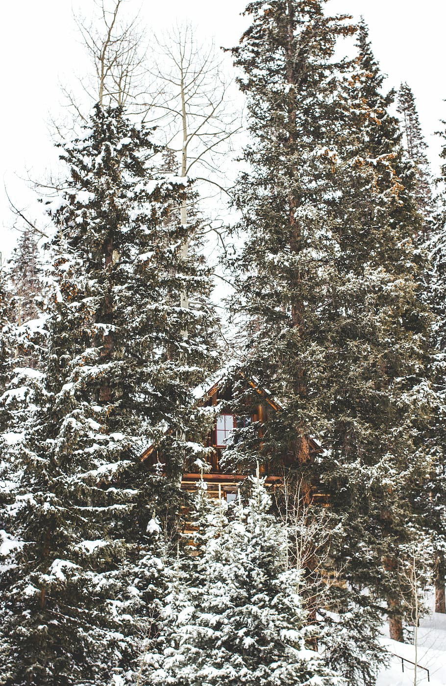 photography of brown house surrounded by green forest trees, green pine cone trees HD wallpaper