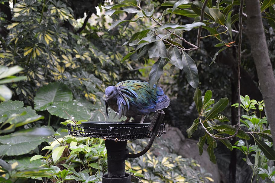 nature, tree, leaf, flora, garden, bird, tropical, outdoors HD wallpaper