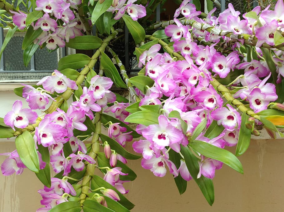 Orchids, Divine, Exuberance, flower, pink Color, nature, plant HD wallpaper