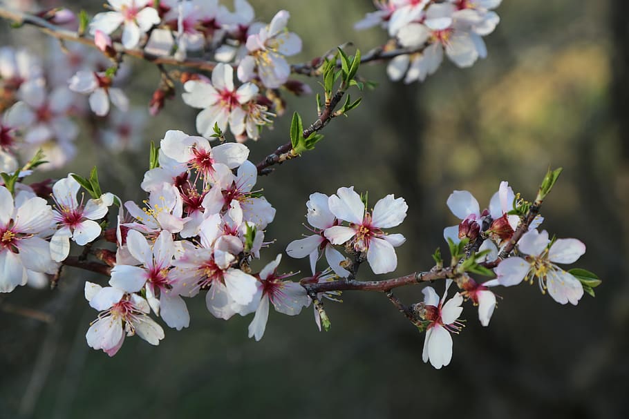 flower, tree, nature, plant, flowering plant, fragility, vulnerability HD wallpaper
