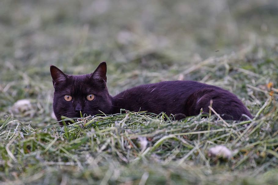 cat, concerns, face, eyes, cat's eyes, kitten, cat face, pet HD wallpaper