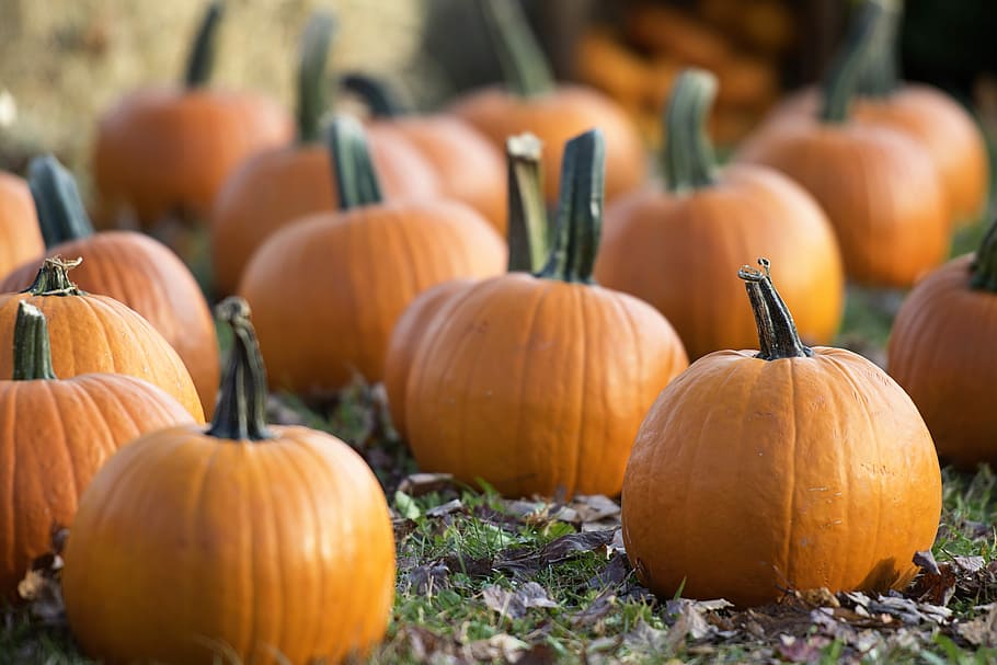 shallow focus photography of orange pumpkins, bunch of pumpkins HD wallpaper