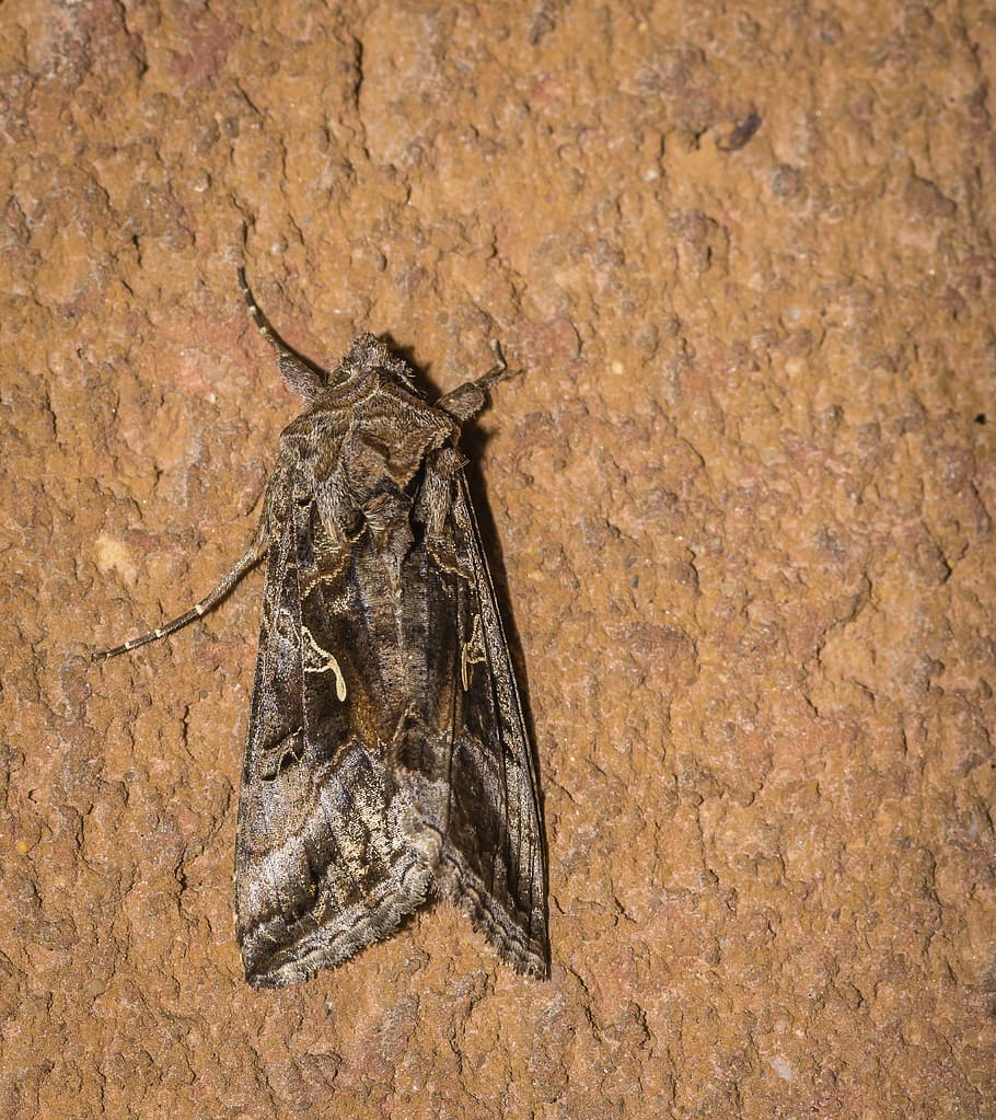 moth, lepidoptera, night, day, wildlife, insect, european, beautiful golden y HD wallpaper