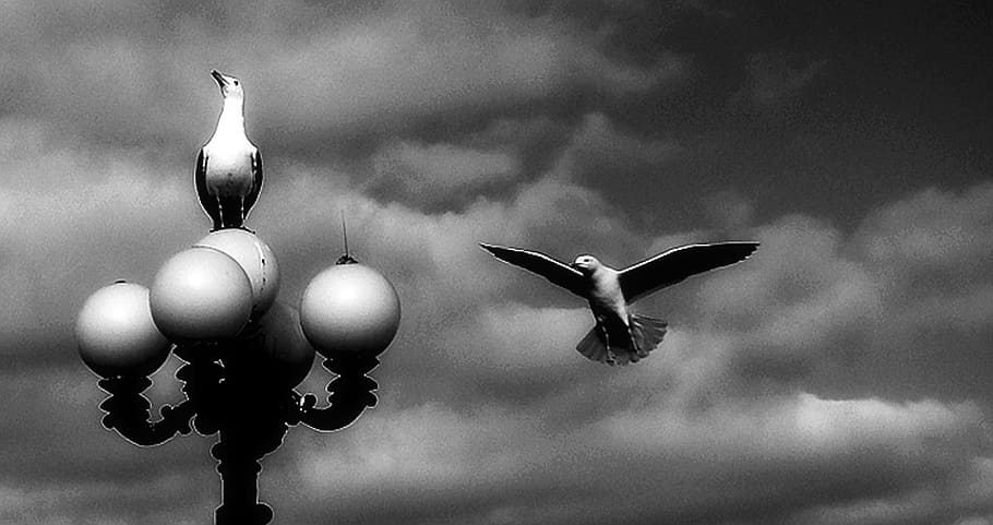 sky, clouds, skies, fly, nature, gull, hover fly, bird, vertebrate HD wallpaper