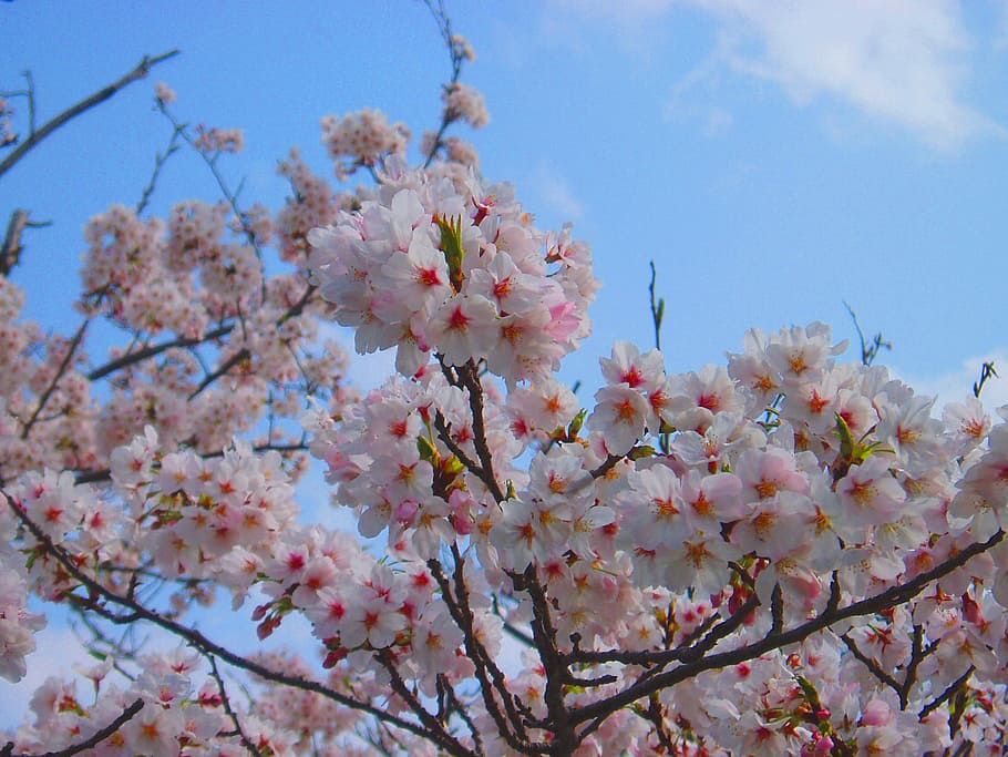 Cherry, Cherry, Cherry Blossoms, Spring, Pink, flowers, natural HD wallpaper